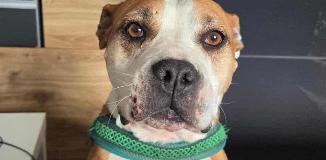 Mara pogledom topi srce: Evo koliko radosti može stati u jedno mahanje repom