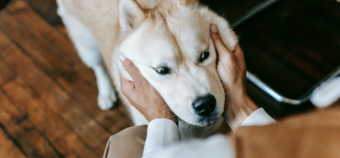 Razmišljaš o udomljenju psa? Evo što treba znati prije nego kažeš „da“